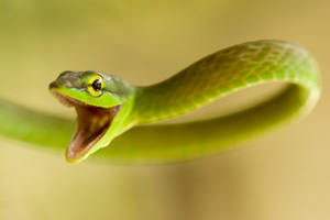 snake